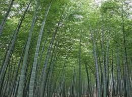 Filière bambou : une promesse vertigineuse pour les communes